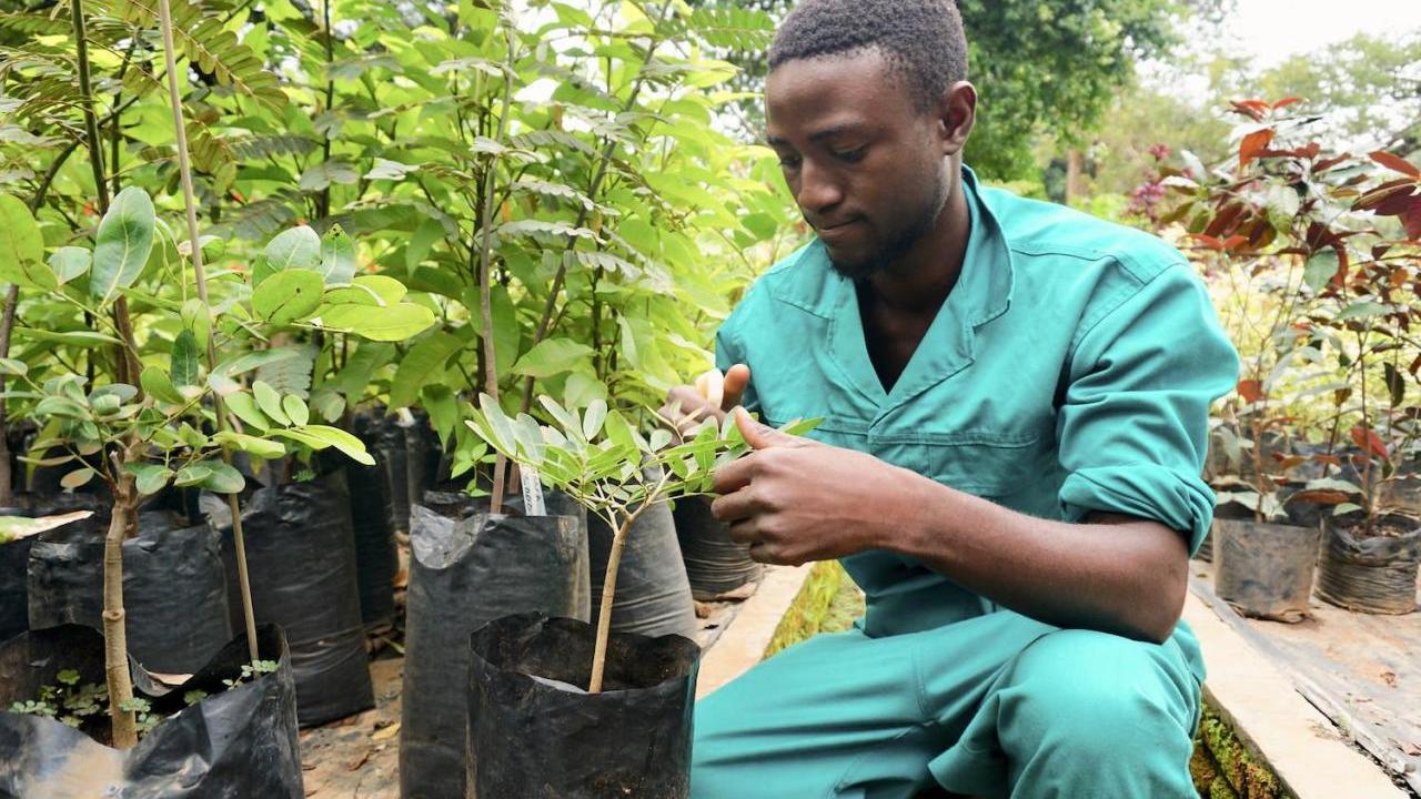 Ernest working with a small sapling at the Four Seasons nursery in Lilongwe, Malawi