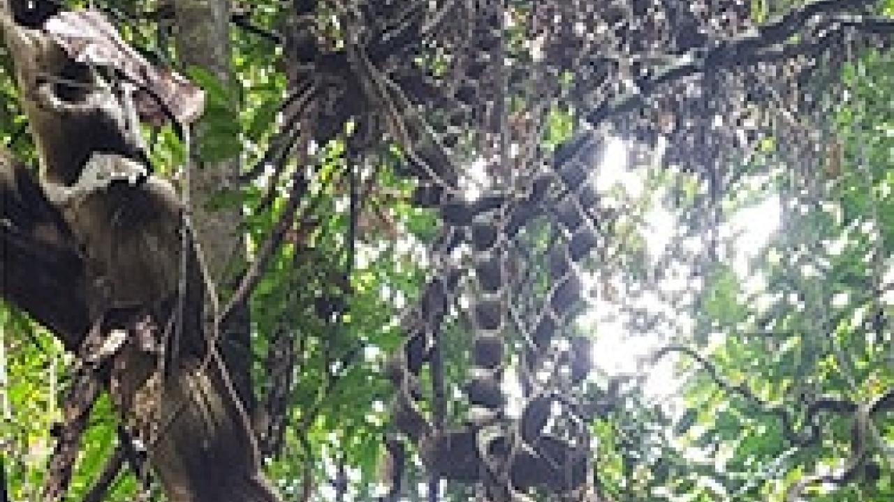 Tree pod