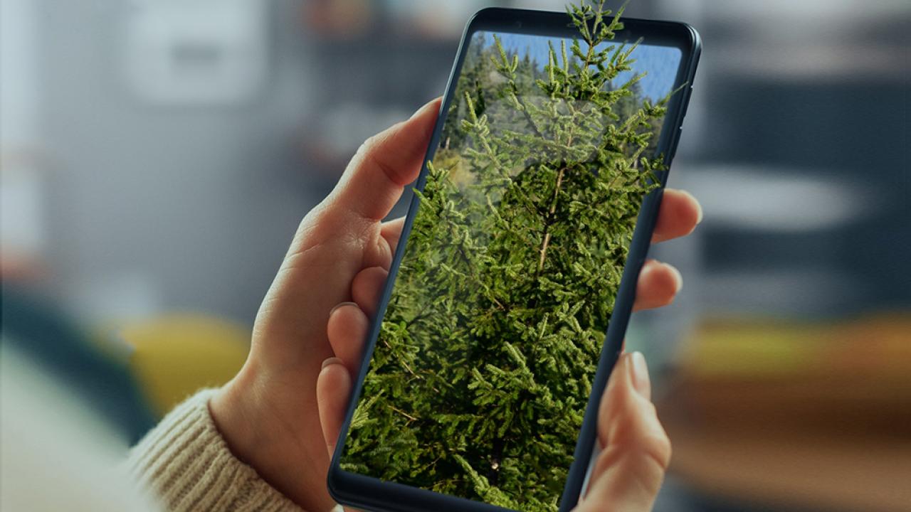 Photo of a tree on a cell phone