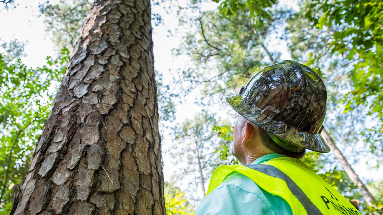 person looking up a tall tree