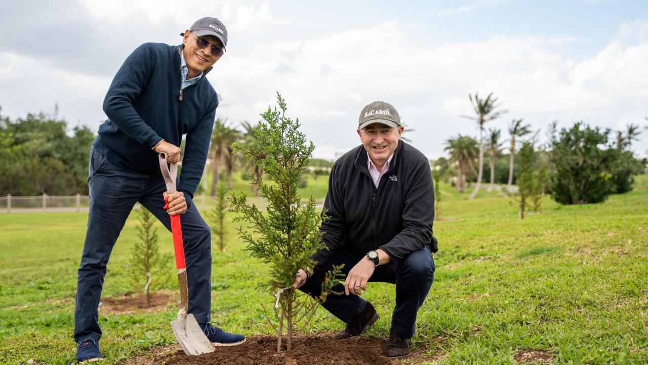 Two men planting a tree in Bermuda