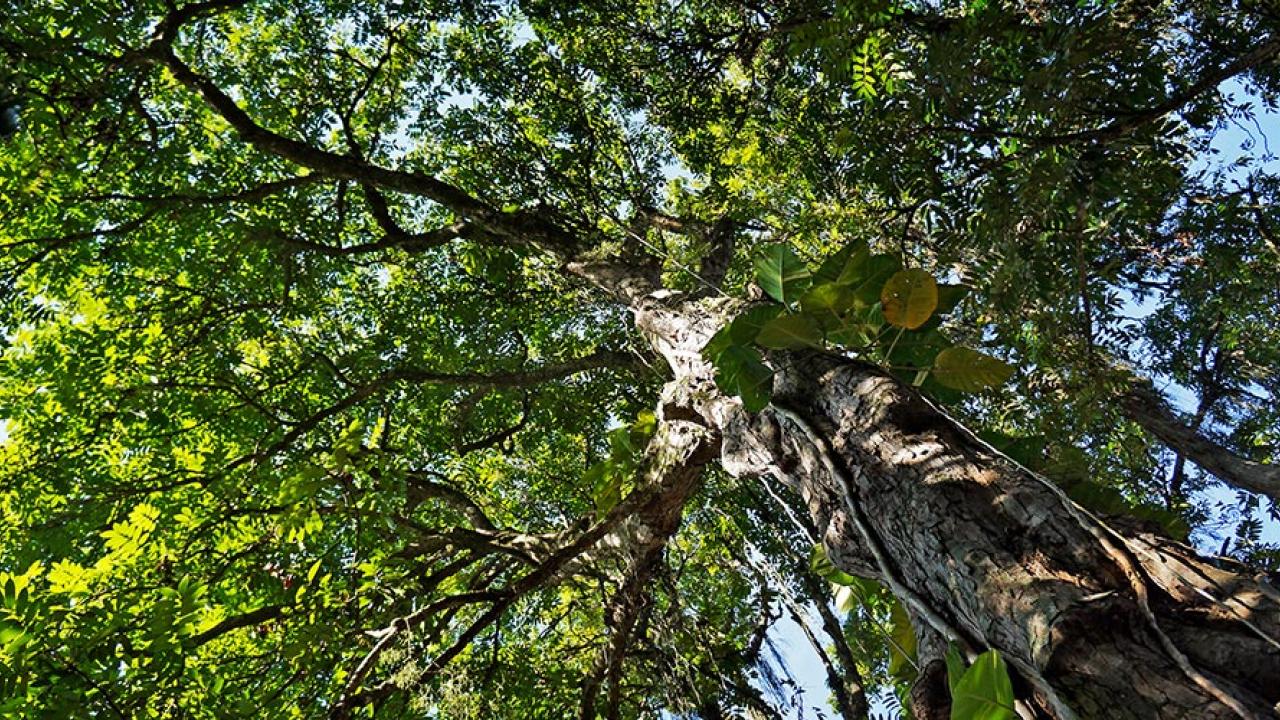 view looking up from under a tall tree