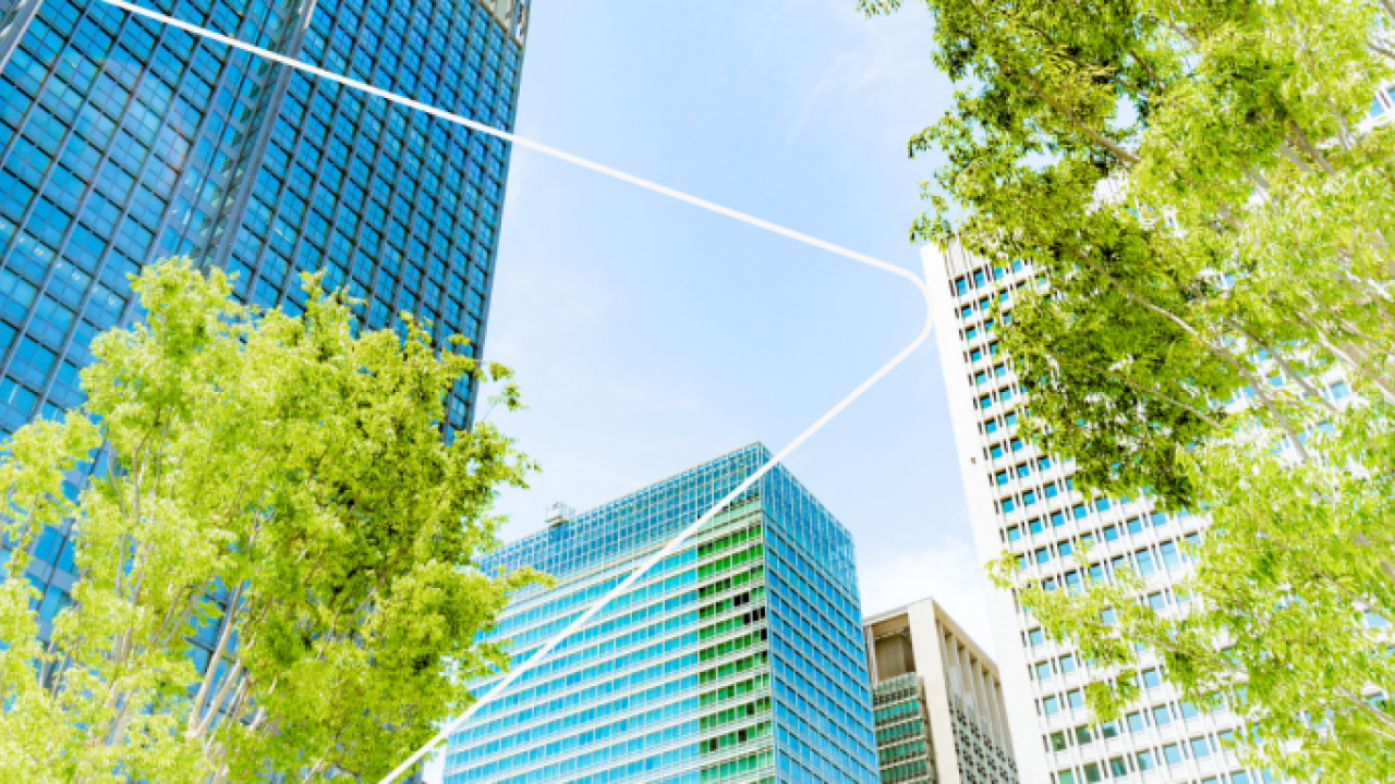 Trees and tall building