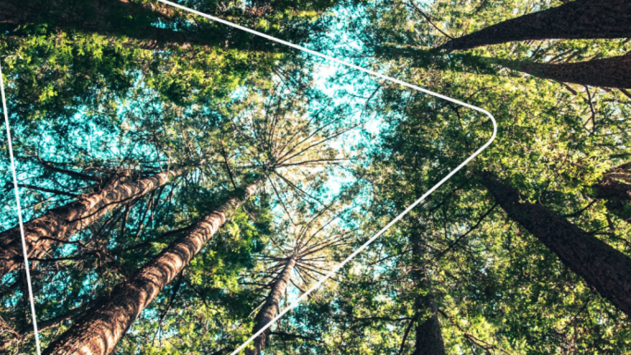 View looking straight up at tree tops in a forest 