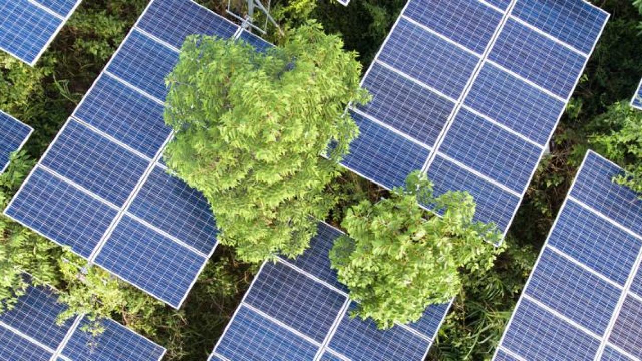 Trees growing through rows of solar panels.