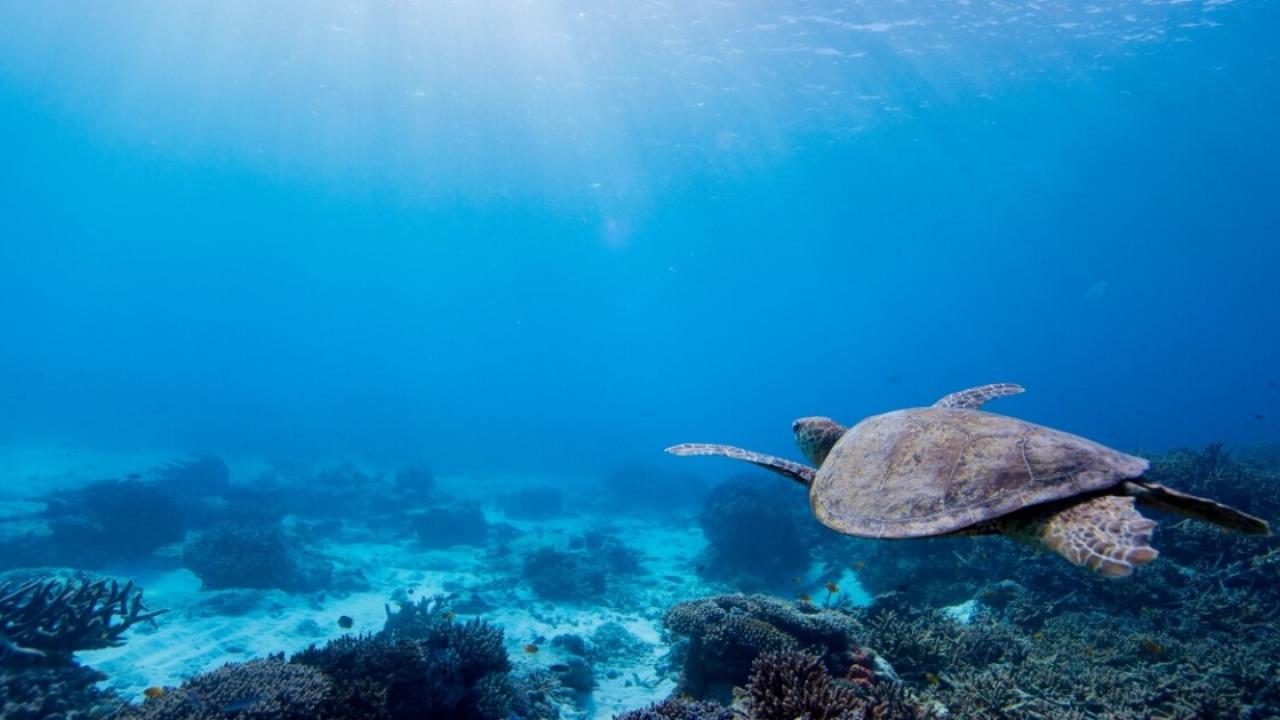 Turtle swimming in the ocean 