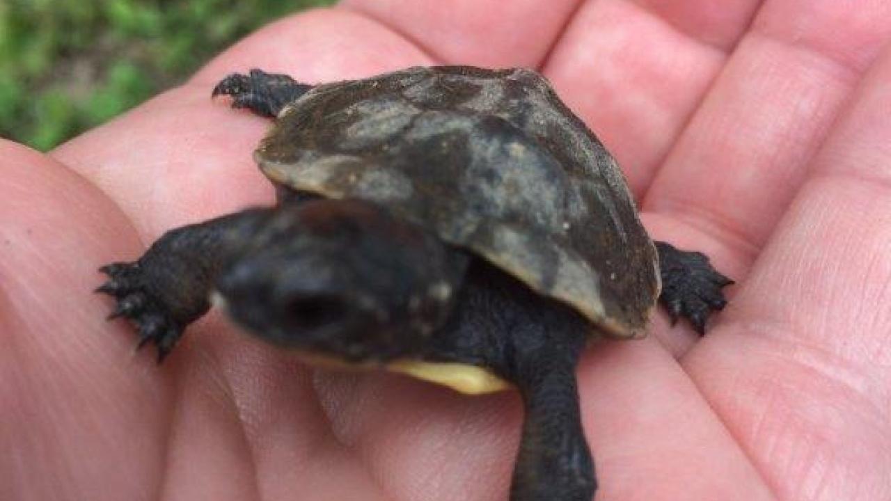 A hand holding a baby turtle