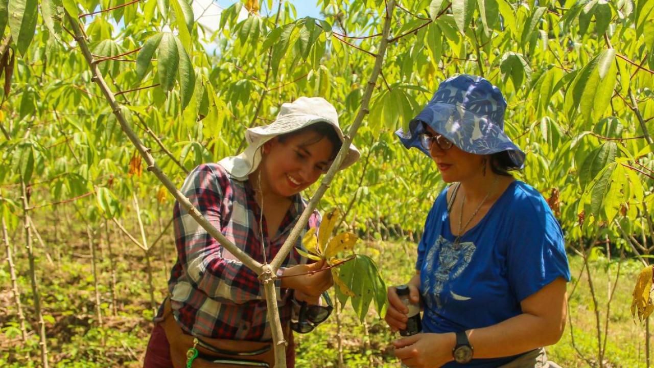 Two farmers inspect the branch of a tree in an orchard. Both wearing sun hats.