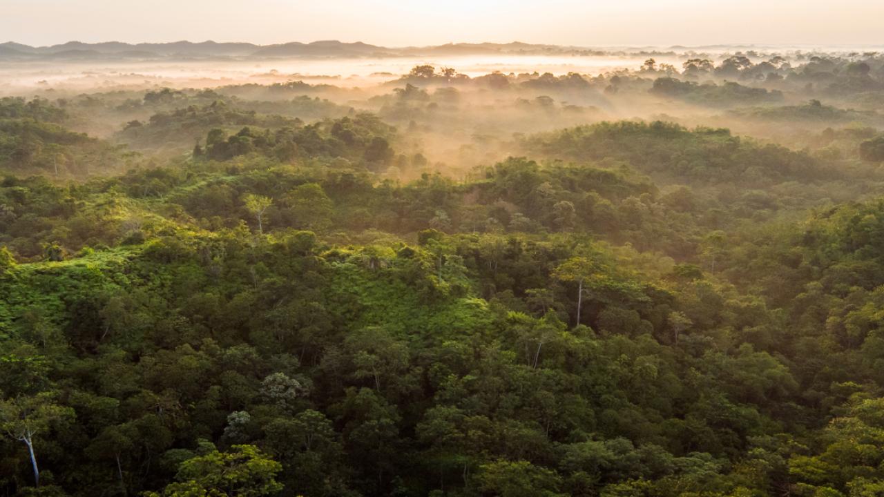 aerial view of a dense forest with fog in the background