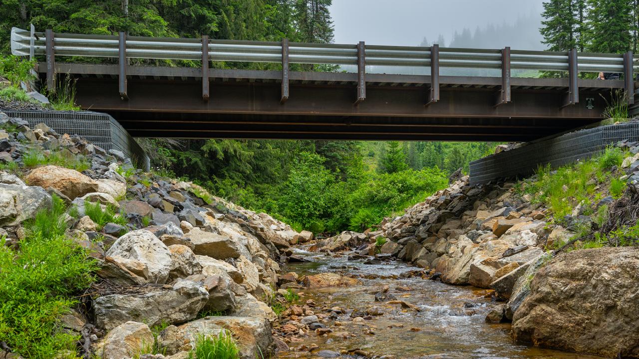 bridge in the forest