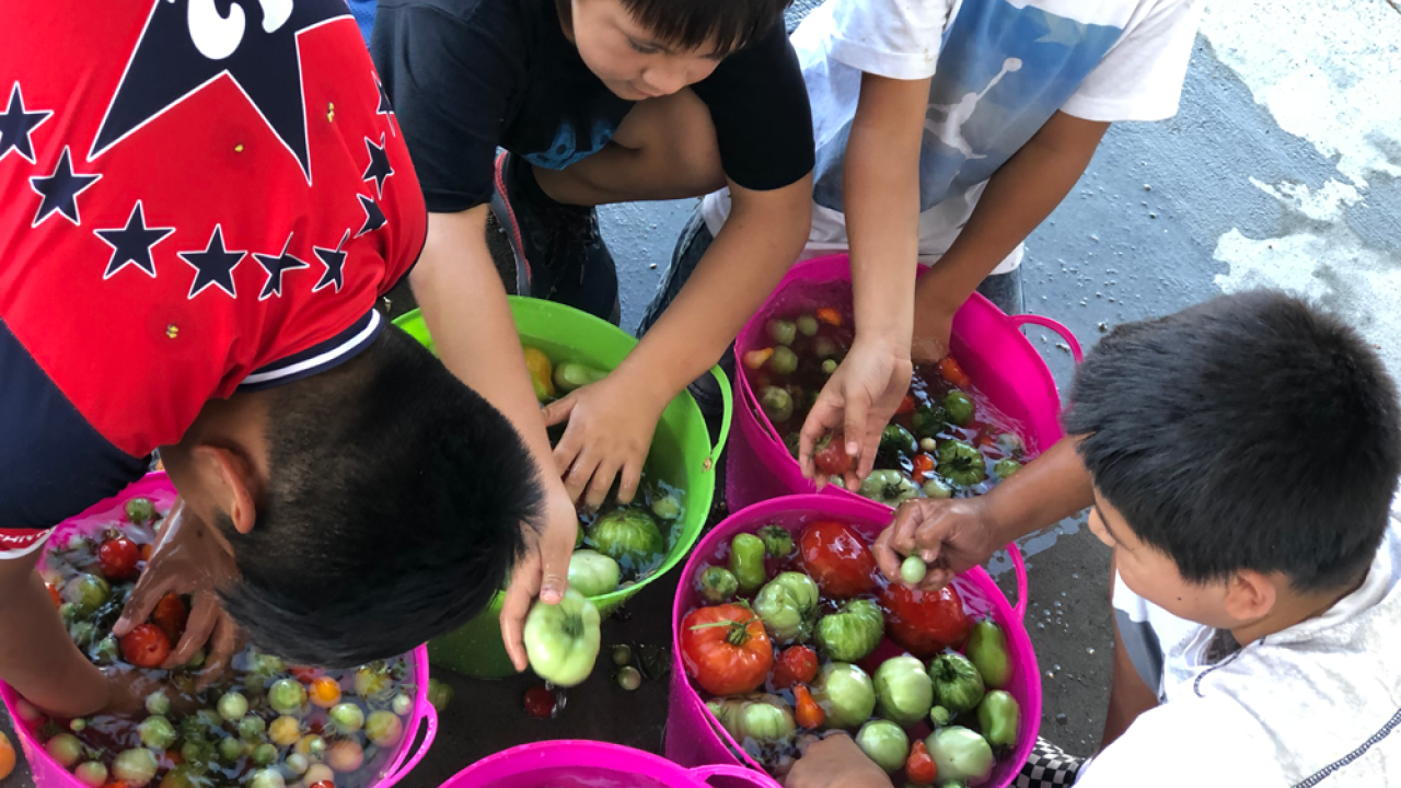Children washing produce in plastic baskets