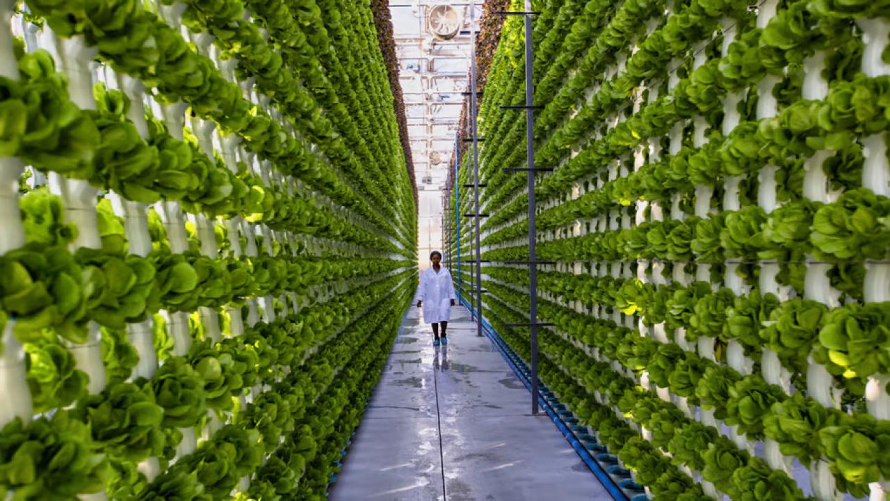 A person walking down tall vertical rows of green plants.