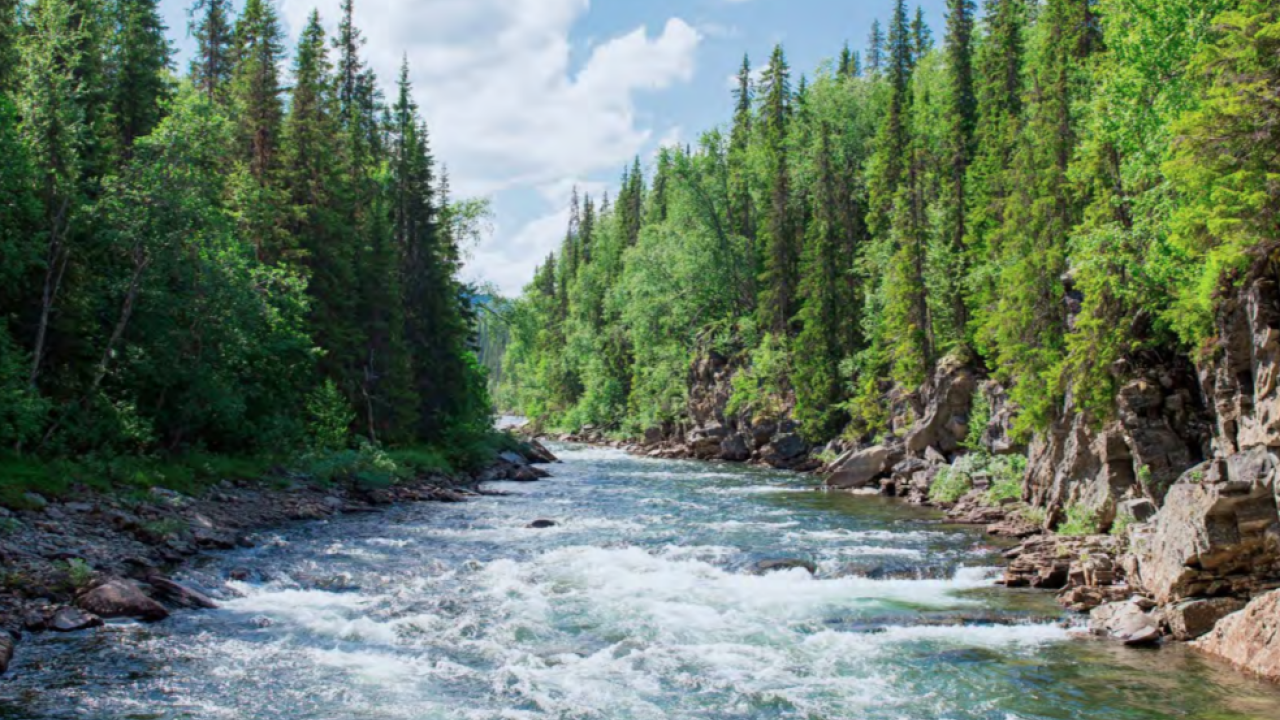 A fast flowing river through a forested area.