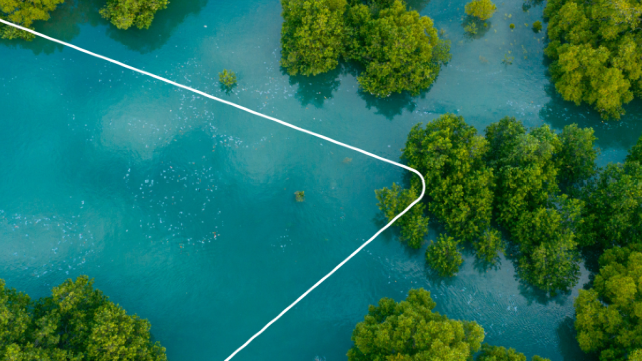 Aerial view of a wetland with lush trees interspersed.