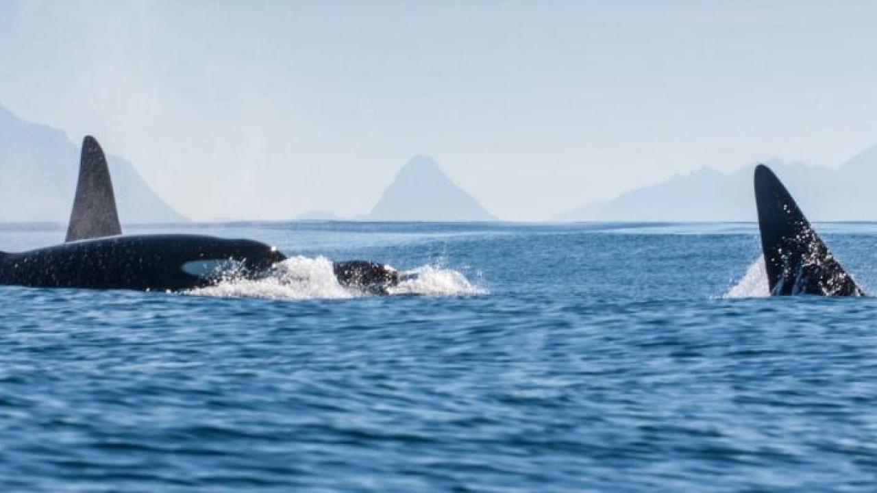 Orcas in the ocean