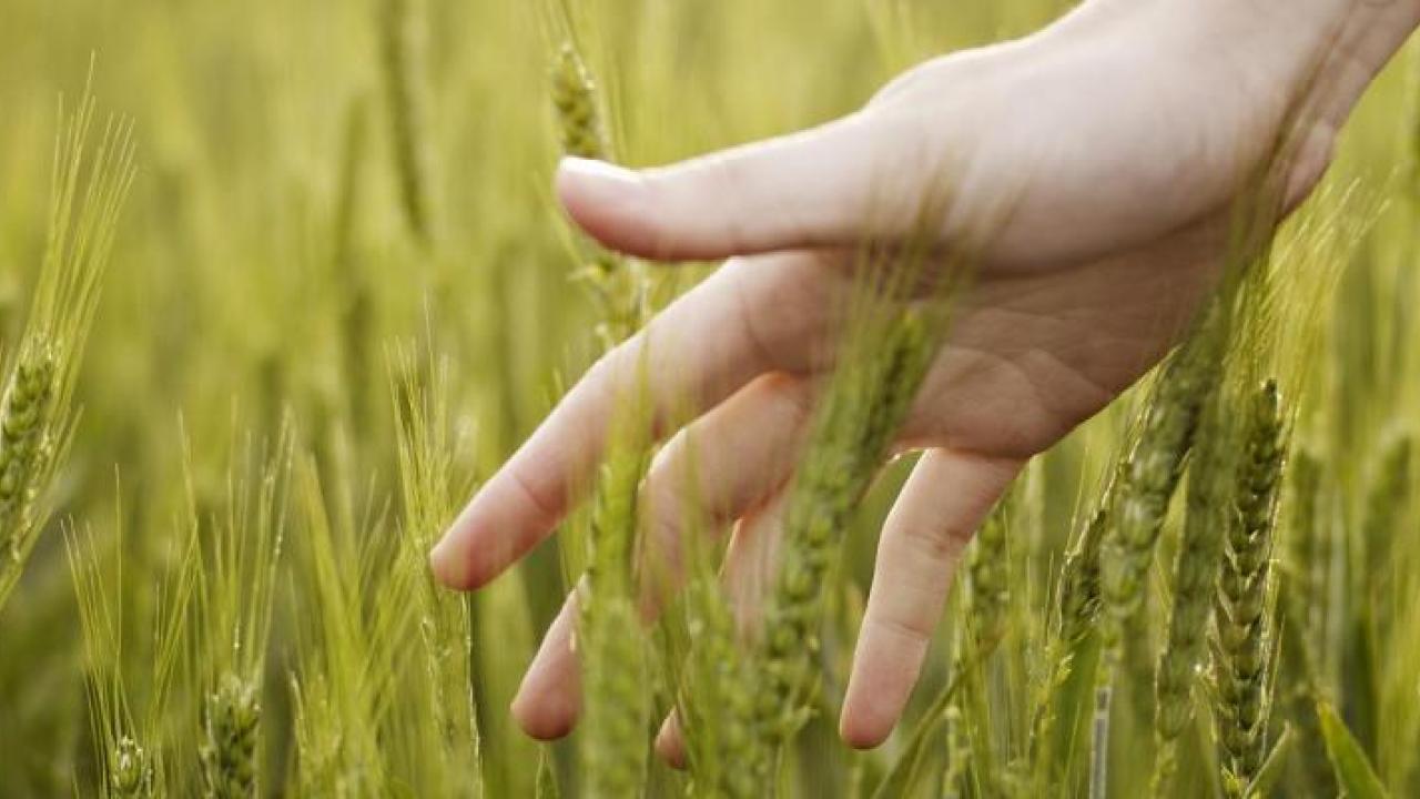 A hand running through a field of wheat.