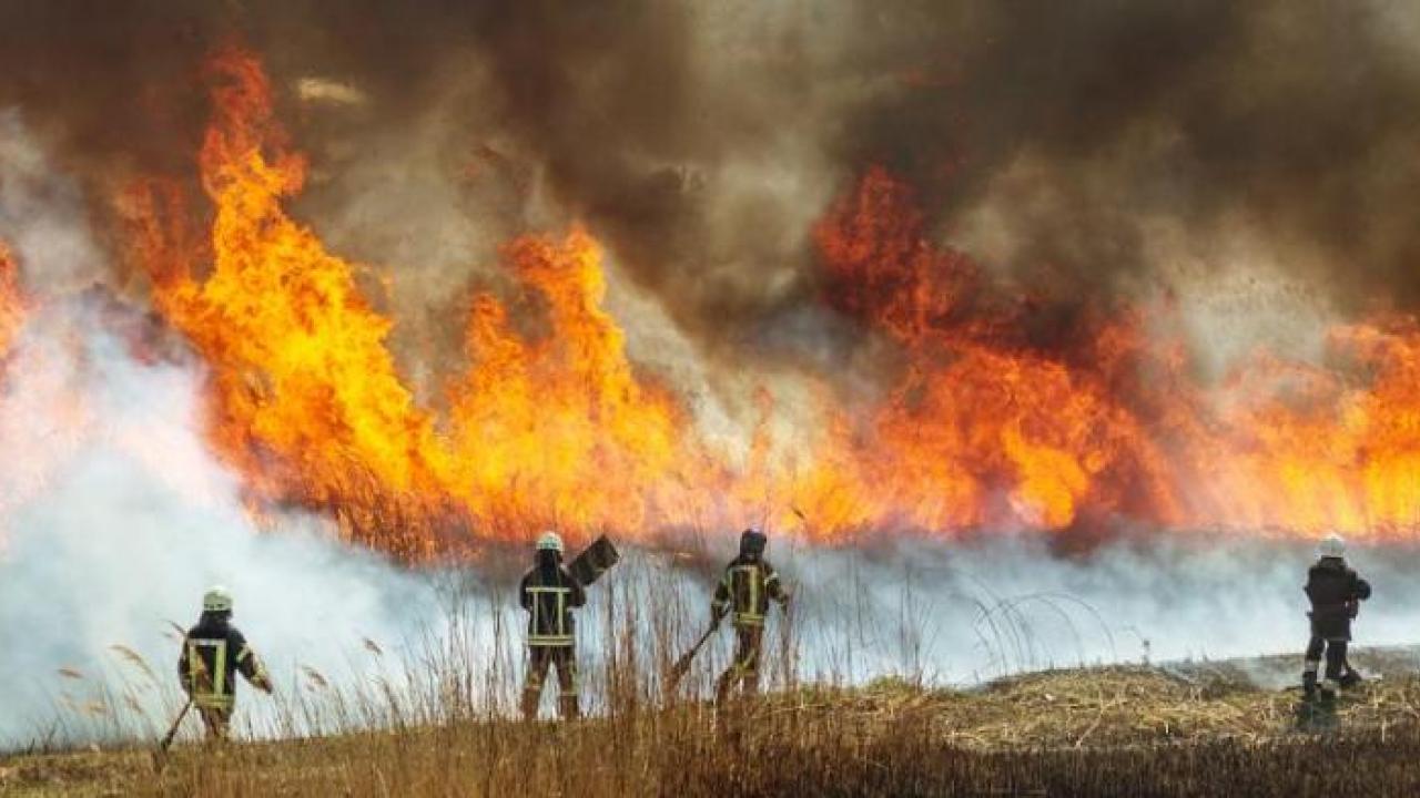Four firefighters fighting a wildfire