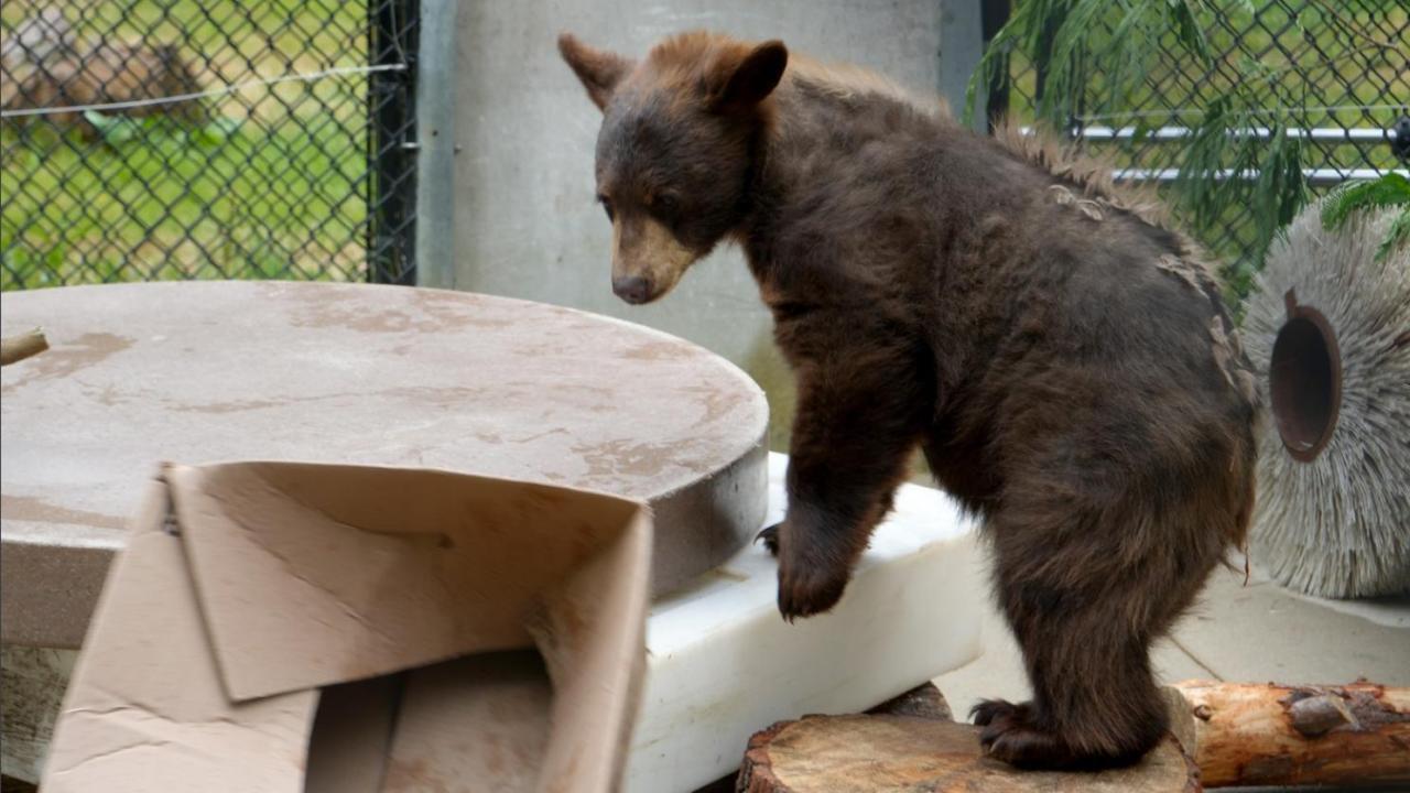 Montana the bear cub