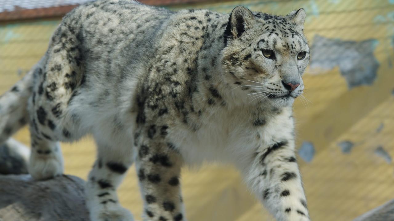 snow leopard