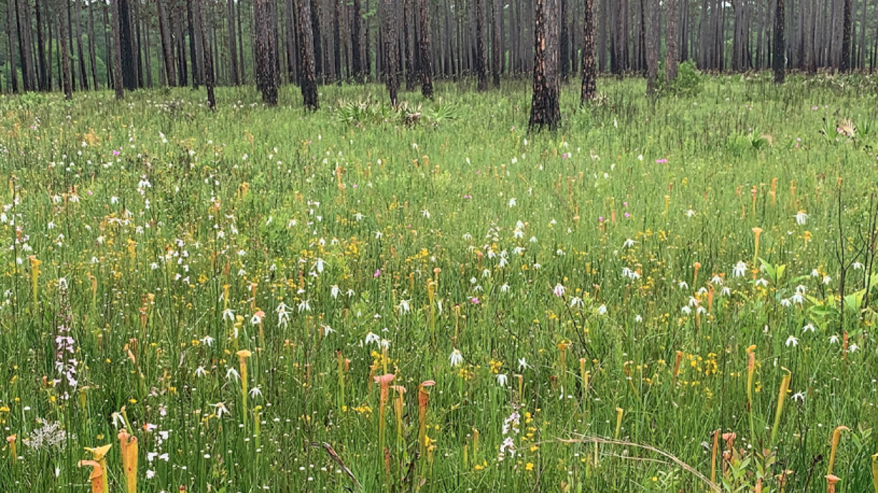 Long grass in a forest