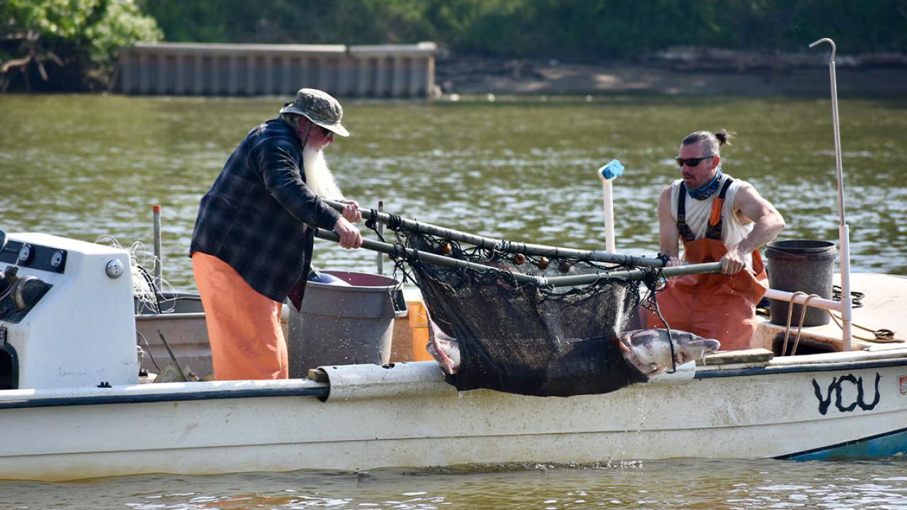 Two people in a small boat lifting a large fish out of the water with a net.
