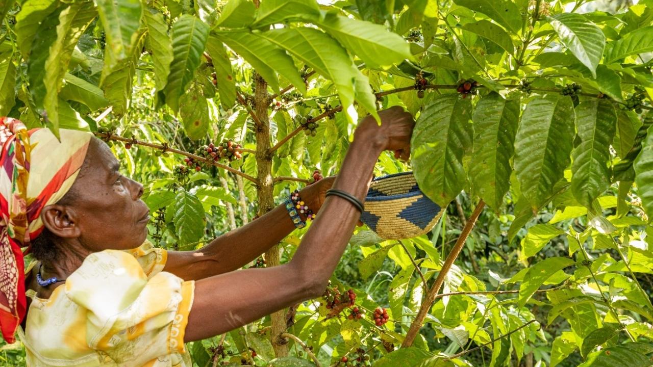 woman harvesting coffee beans