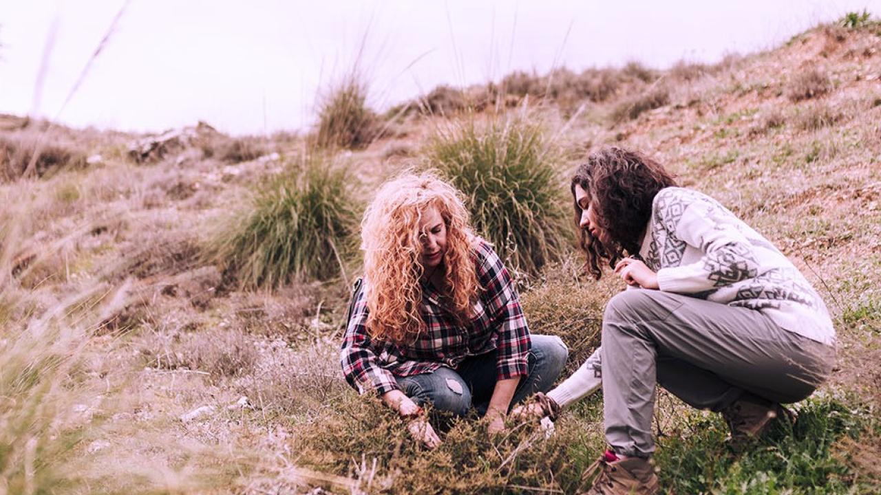 Two people crouched on a dry hillside looking at a plant.