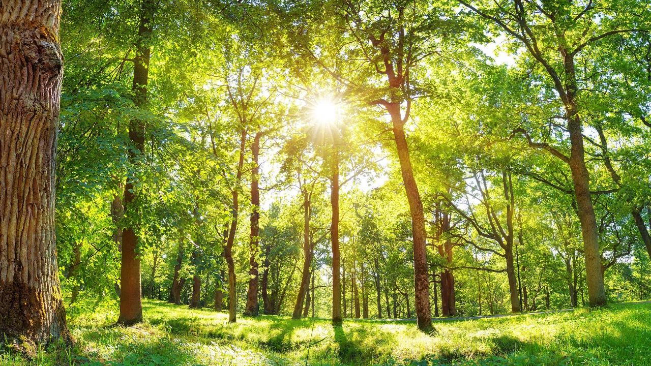 Sun shining into the woods.