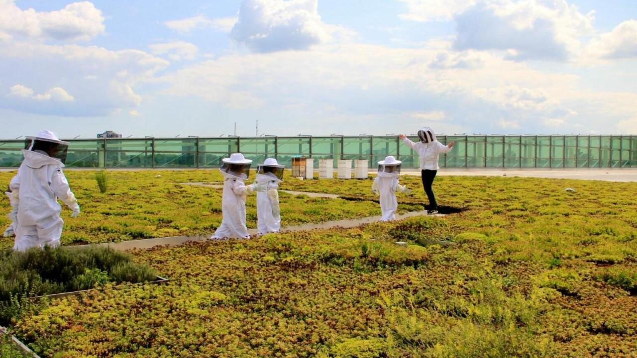 field with honey bees