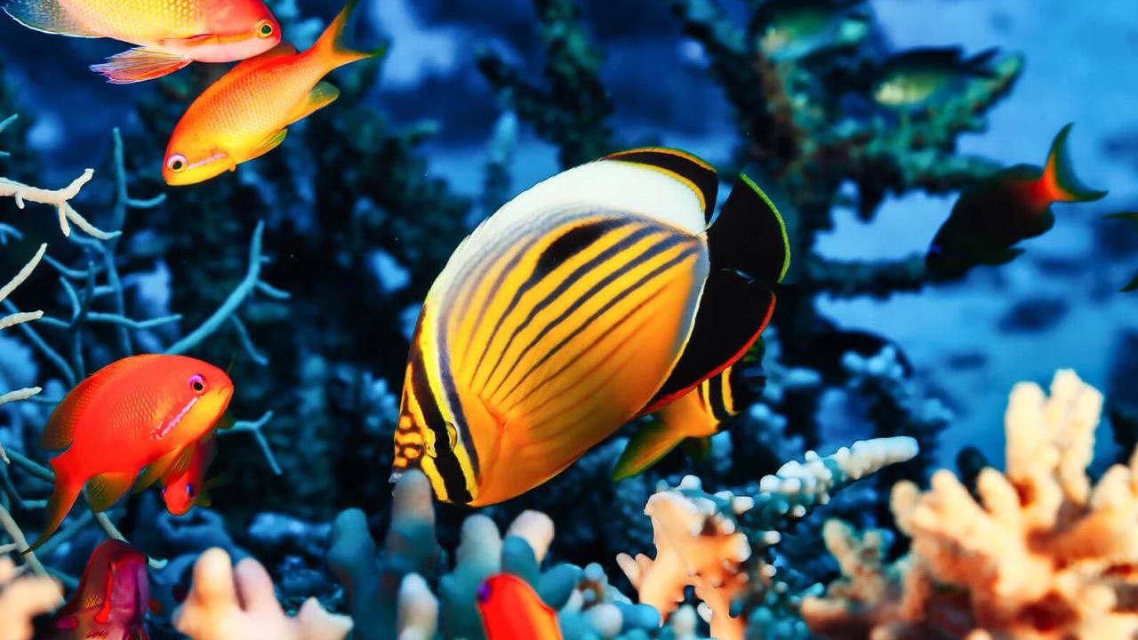 orange and yellow tropical fish in a coral reef