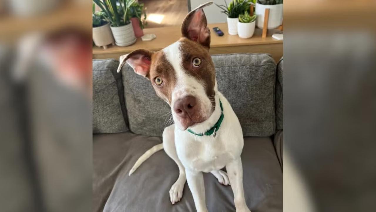 dog