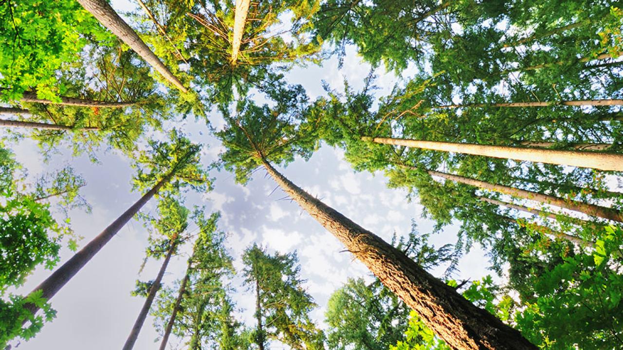 View of the sky through a grove of tall trees.
