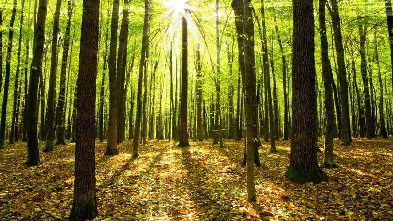 Sun shining through trees in a forest