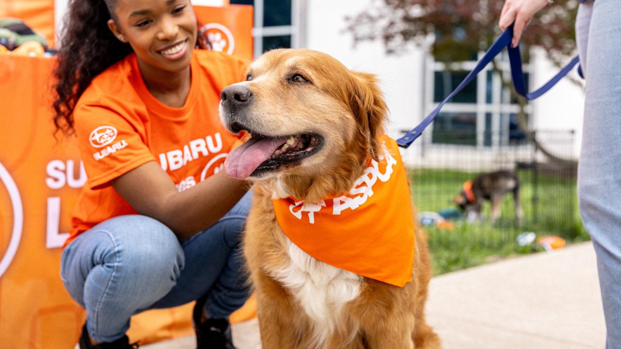 person petting a dog