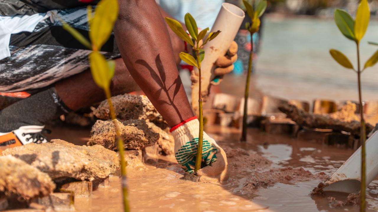 A volunteer plants a mangrove seedling in the reef lagoon in Boca Chica, Dominican Republic.