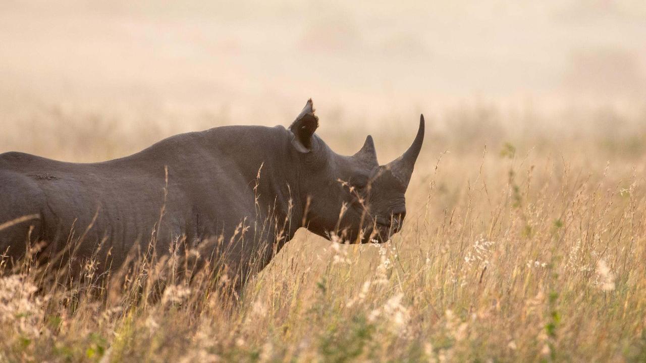 A black rhino at sunrise in Nairobi National Park, Kenya.  Enduring Earth is working in Kenya to protect and restore critical landscapes while promoting biodiversity conservation and sustainable land management practices for both people and wildlife.