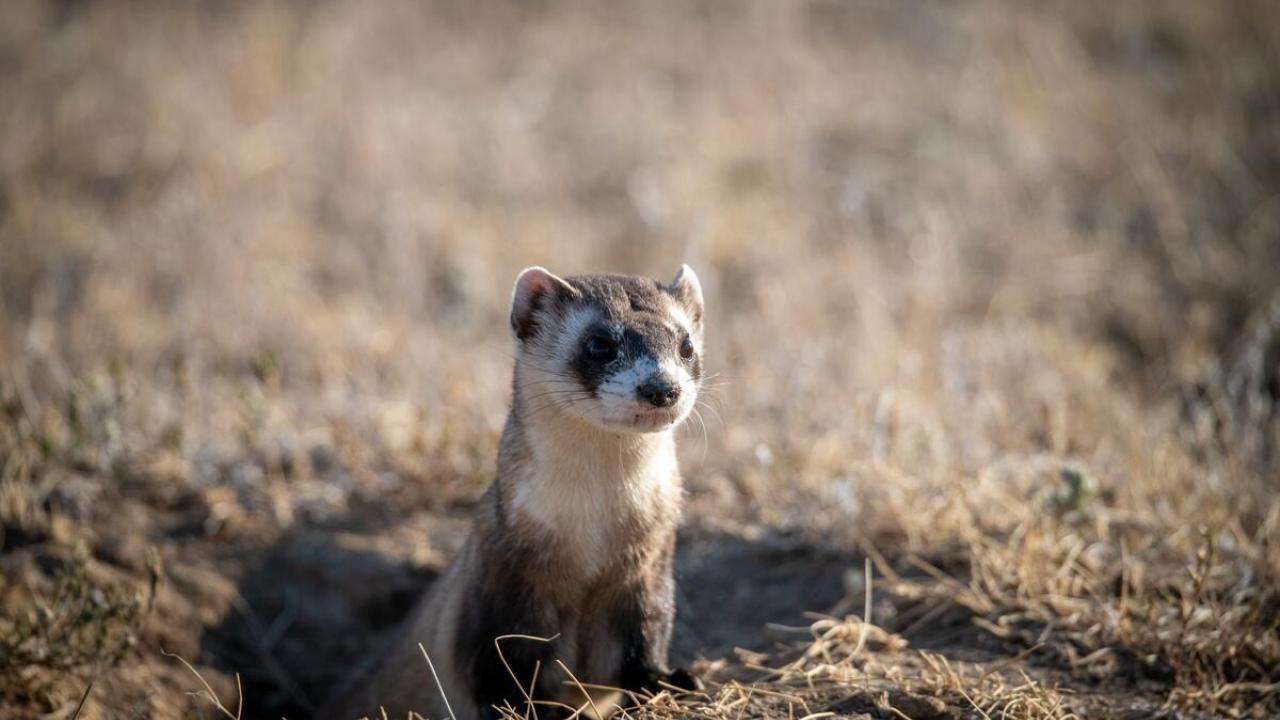 A black-footed ferret peeps out of a hole in the dirt. © WWF-US/Clay Bolt