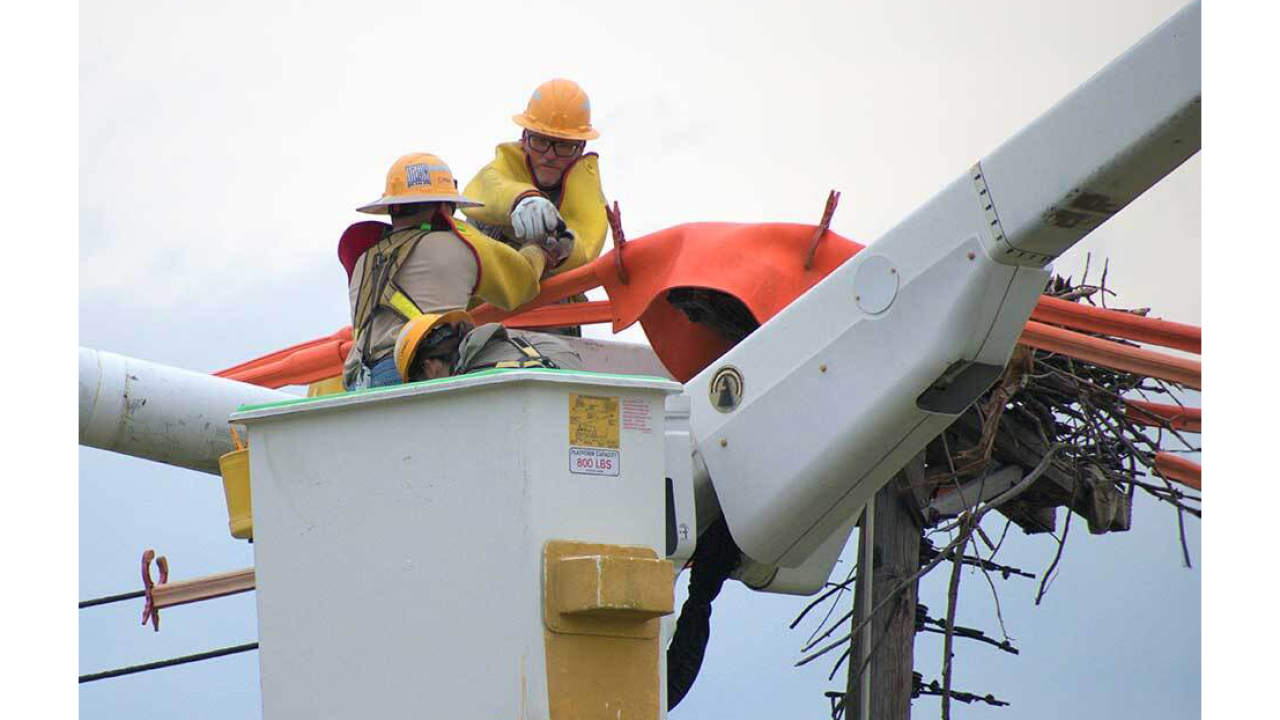 PSEG technicians in a cherry picker checking on an eagles nest on a telephone pole.