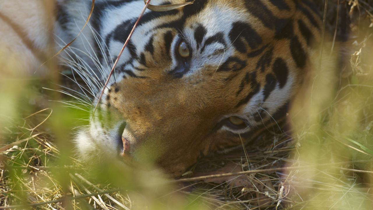 Face of a Bengal Tiger
