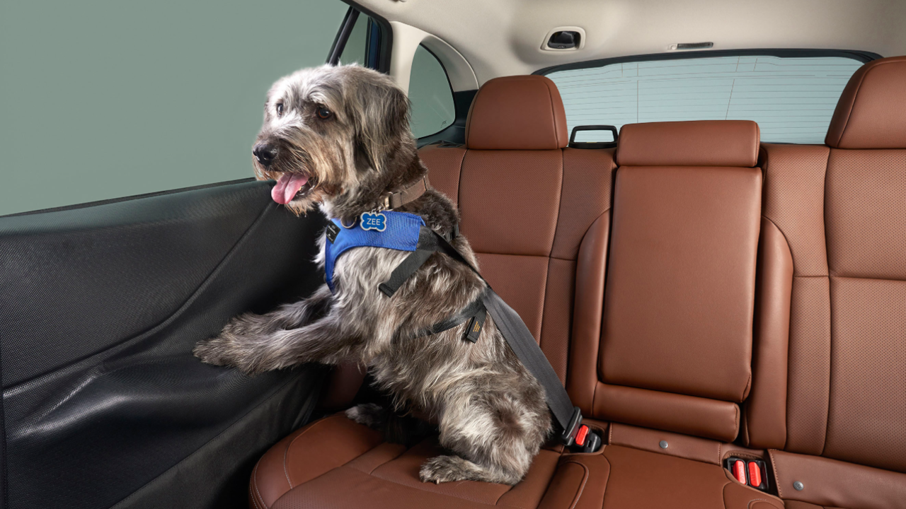 A dog in the back seat of a car, strapped in with its paws on a door protector